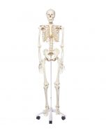 Standard Skelett „Stan“